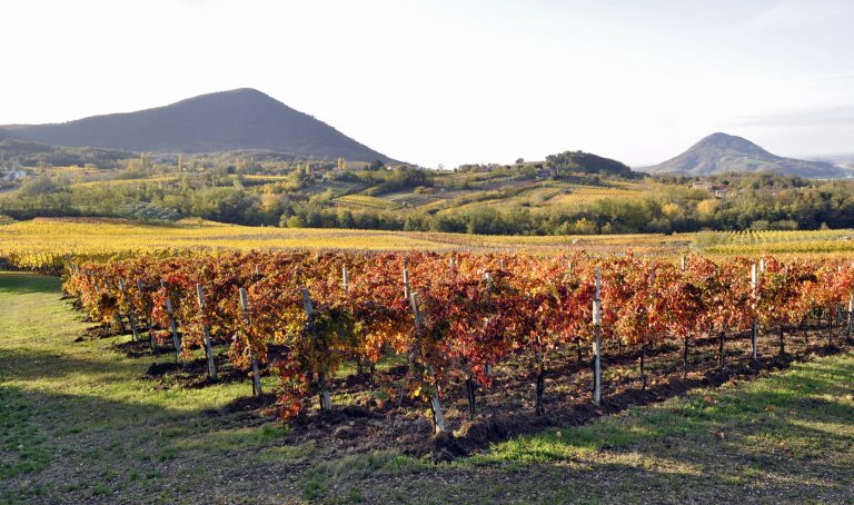 vigneti