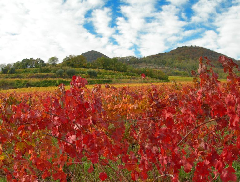 vigneti dei Colli Euganei